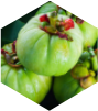 GARCINIA CAMBOGIA